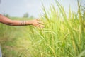 Happy Asian girl enjoy in green rice field, countryside of Thailand at sunset Royalty Free Stock Photo