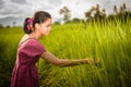 Happy Asian girl enjoy in green rice field, countryside of Thailand at sunset Royalty Free Stock Photo