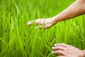 Happy Asian girl enjoy in green rice field, countryside of Vietnam at sunset, female hands on a background of green rice shoots, Royalty Free Stock Photo