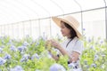 Happy asian little girl among flowers in the garden,Cape Leadwort flower is very beautiful in the morning,scientific name is Plum Royalty Free Stock Photo