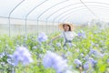 Happy asian little girl among flowers in the garden,Cape Leadwort flower is very beautiful in the morning,scientific name is Plum Royalty Free Stock Photo