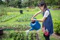 Happy asian little girl watering plants with watering can in organic garden,activities,help parents to grow vegetables in summer,