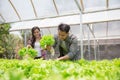 Male and female harvesting from hydrophonic farm