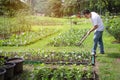 Happy asian man working with rake tool in organic garden,middle aged people grow vegetables in summer,gardening in outdoor,male