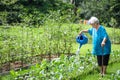 Happy asian senior woman watering plants with watering can in organic garden,elderly grow vegetables in summer,working,gardening Royalty Free Stock Photo