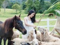 Happy asian woman feeding of flock of sheep and horse on grass in rural farm Royalty Free Stock Photo