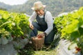 Happy Asian woman senior farmer working on organic strawberry farm and harvest picking strawberries. Farm organic fresh harvested Royalty Free Stock Photo