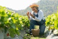 Happy Asian woman senior farmer working on organic strawberry farm and harvest picking strawberries. Farm organic fresh harvested Royalty Free Stock Photo