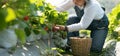 Happy Asian woman senior farmer working on organic strawberry farm and harvest picking strawberries. Farm organic fresh harvested Royalty Free Stock Photo