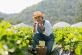 Happy Asian woman senior farmer working on organic strawberry farm and harvest picking strawberries. Farm organic fresh harvested Royalty Free Stock Photo