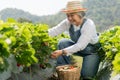 Happy Asian woman senior farmer working on organic strawberry farm and harvest picking strawberries. Farm organic fresh harvested Royalty Free Stock Photo