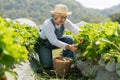 Happy Asian woman senior farmer working on organic strawberry farm and harvest picking strawberries. Farm organic fresh harvested Royalty Free Stock Photo