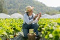 Happy Asian woman senior farmer working on organic strawberry farm and harvest picking strawberries. Farm organic fresh harvested Royalty Free Stock Photo