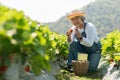 Happy Asian woman senior farmer working on organic strawberry farm and harvest picking strawberries. Farm organic fresh harvested Royalty Free Stock Photo