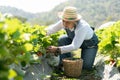 Happy Asian woman senior farmer working on organic strawberry farm and harvest picking strawberries. Farm organic fresh harvested Royalty Free Stock Photo