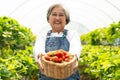 Happy Asian woman senior farmer working on organic strawberry farm and harvest picking strawberries. Farm organic fresh harvested Royalty Free Stock Photo