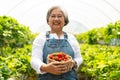 Happy Asian woman senior farmer working on organic strawberry farm and harvest picking strawberries. Farm organic fresh harvested Royalty Free Stock Photo
