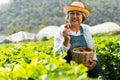 Happy Asian woman senior farmer working on organic strawberry farm and harvest picking strawberries. Farm organic fresh harvested Royalty Free Stock Photo