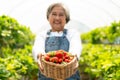 Happy Asian woman senior farmer working on organic strawberry farm and harvest picking strawberries. Farm organic fresh harvested Royalty Free Stock Photo