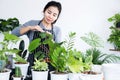 Happy Asian woman take care of her green plants hand wiping dust from leaves , hobby and leisure on weekends , domestic life