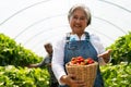 Happy Asian woman senior farmer working on organic strawberry farm and harvest picking strawberries. Farm organic fresh harvested Royalty Free Stock Photo