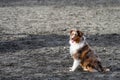 Happy Australian Shepherd sitting in the off-leash dog park in Luther Burbank Park on Mercer Island, WA, a sunny winter day Royalty Free Stock Photo