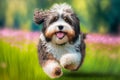 Happy australian terrier runs on green grass.