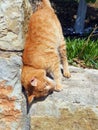 Happy Ginger Cat Rubbing Against Stone Wall