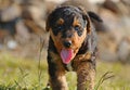 Happy baby Airedale Terrier puppy 6 weeks old