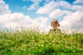 Happy baby boy enjoying spring green grass with daisy flowers in a field Royalty Free Stock Photo