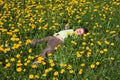 Happy baby boy standing in grass on the field with dandelions at sunny summer evening. child outdoors in nature at sunset blowing Royalty Free Stock Photo