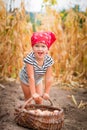 Happy baby girl on the garden with harvest of potatoes in the basket near field dry corn background. Dirty child in