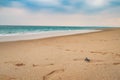 Happy baby sea turtle racing the last meters to the ocean, sri lanka Royalty Free Stock Photo