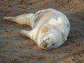 Happy baby seal Royalty Free Stock Photo