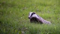 Happy Badger in the green grass