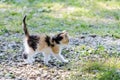 Happy barn kitten