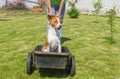 Happy basenji dog in foretaste when the cool ride on a wheel barrow