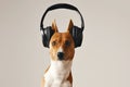 Happy basenji dog wearing headphones