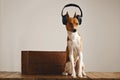 Happy basenji dog wearing headphones