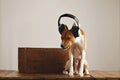 Happy basenji dog wearing headphones