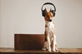 Happy basenji dog wearing headphones