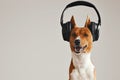 Happy basenji dog wearing headphones