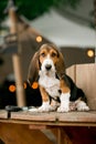 happy Basset hound dog puppey standing on wood. light of caffe background Royalty Free Stock Photo