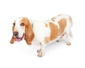 Happy Basset Hound Dog Side View Royalty Free Stock Photo