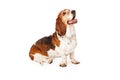 Happy Basset Hound Dog Sitting Royalty Free Stock Photo