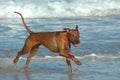 Happy beach dog Royalty Free Stock Photo
