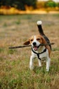 Happy beagle Royalty Free Stock Photo
