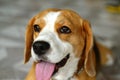 Happy beagle Royalty Free Stock Photo