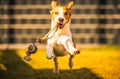 Happy beagle dog in backyard runs and hops jocularly with the toy towards camera