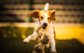 Happy beagle dog in backyard runs and hops jocularly with the toy towards camera